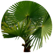 Saw palmetto