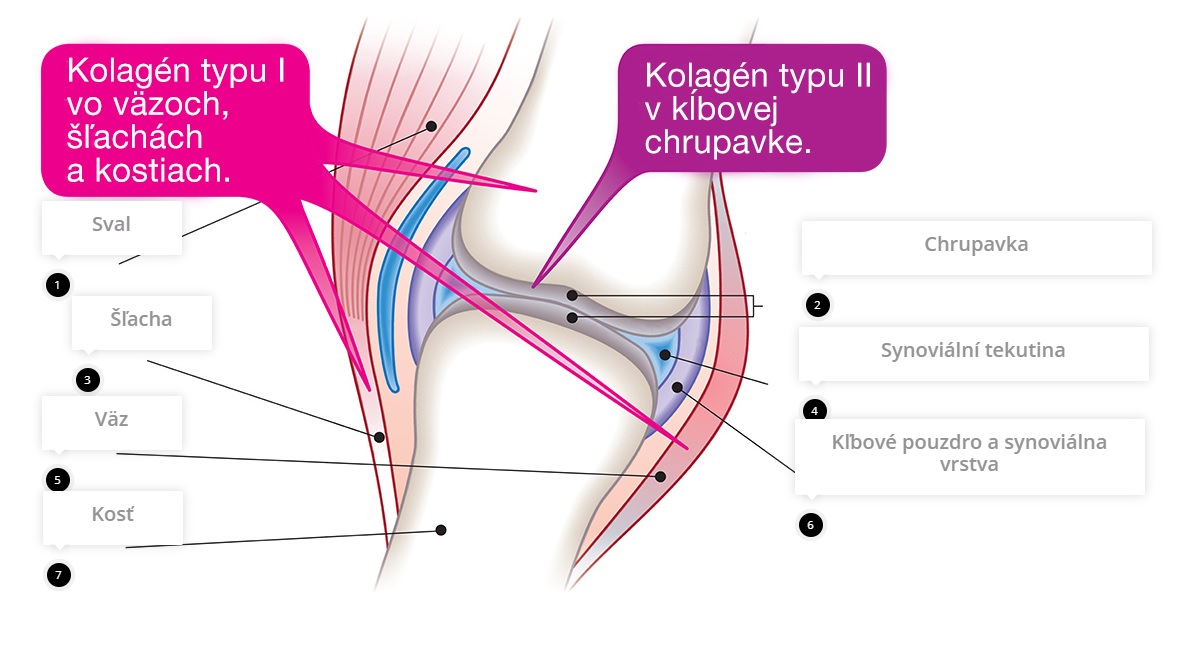 kolagén