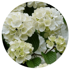 Viburnum opulus