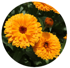 Calendula officinalis
