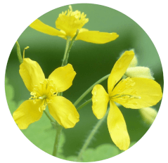 Chelidonium majus