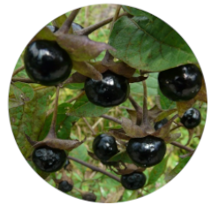 Belladonna