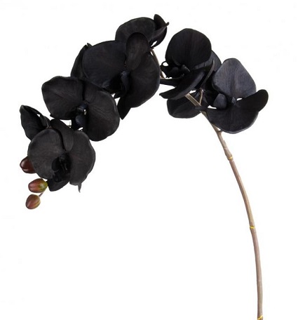 cierna orchidea
