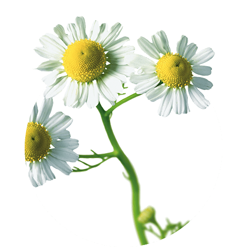 Matricariae flos
