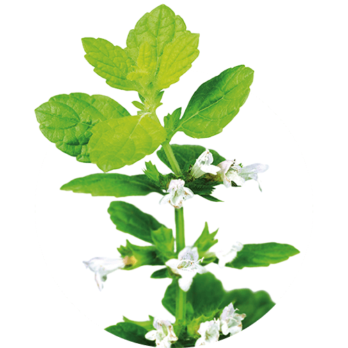 Melissae folium