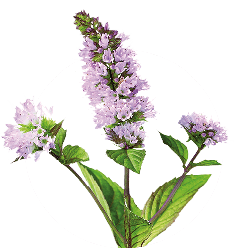 Menthae piperitae folium