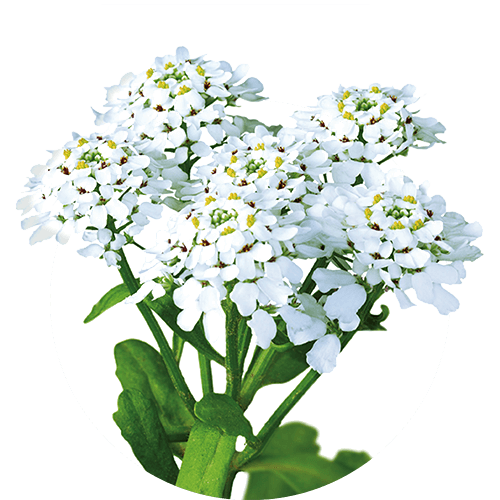Iberis amara