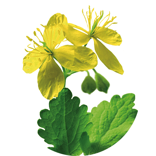 Chelidonium herba