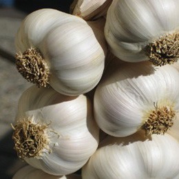cesnak