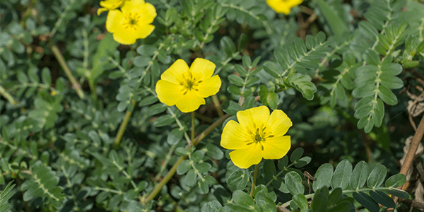 Tribulus terrestris