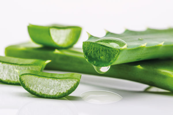 aloe vera