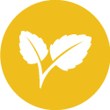 stevia