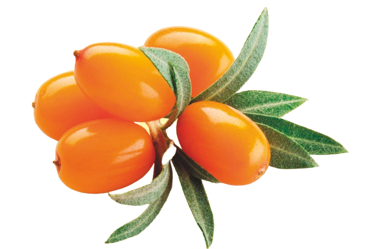 B17 APRICARC, 100 % prírodné zloženie , pre celiatikov , silná kombinácia prípravku, obranyschopnosť, obehový systém, metabolizmus, činnosť srdca, únava, zdravá pokožka, tráviaci trakt, hliva ustricová, marhuľový olej, Rakytník rešetliakový