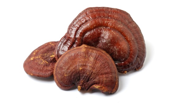 Terezia, Reishi, „božská huba nesmrteľnosti“, biologicky aktívne látky, betaglukány, fytosteroly, triterpenoidy, imunitný systém, činnosť srdca.