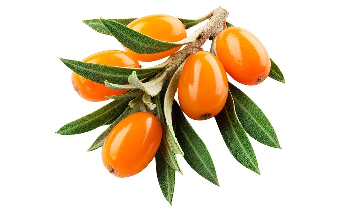 Rakytník rešetliakový, vitamín C, obranyschopnost organizmu, zažívanie, pokožka, sliznice očí, vitamíny skupiny B, provitamín A, tokoferoly, vitamín D, betakarotén