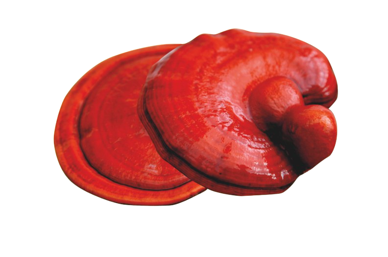 B17 APRICARC, 100 % prírodné zloženie , pre celiatikov , silná kombinácia prípravku, obranyschopnosť, obehový systém, metabolizmus, činnosť srdca, únava, zdravá pokožka, tráviaci trakt, hliva ustricová, marhuľový olej, Reishi