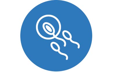oplodnenie