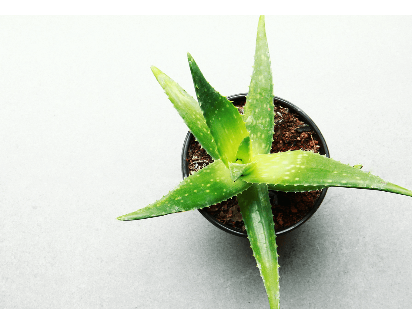 aloe
