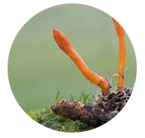 CORDYCEPS (Cordyceps sinensis)