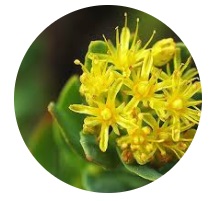 RHODIOLA ROSEA