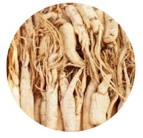 ŽENŠEN (Panax ginseng)