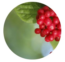 SCHIZANDRA (Schisandra chinensis)