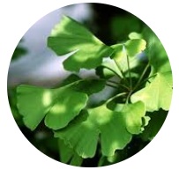 GINKGO BILOBA