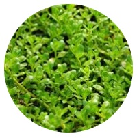 BRAHMI