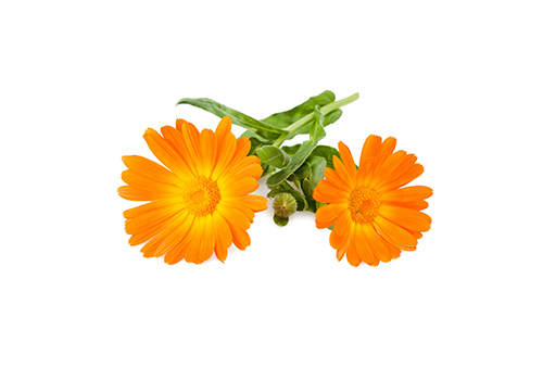 Olej z Nechtíka lekárskeho (Calendula Officinalis), Aphrodisia G
