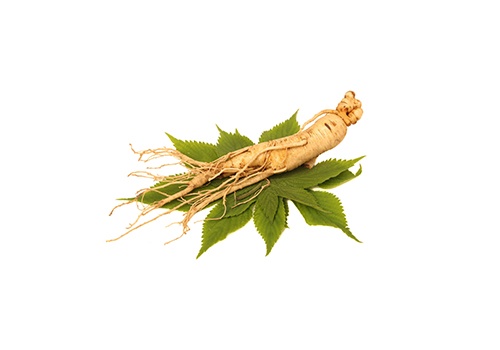 Ženšen (Panax Ginseng), Aphrodisia G