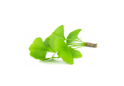 Ginko dvojlaločné (Ginkgo Biloba), Aphrodisia G