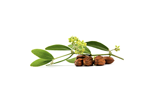 Olej z Jojoby kalifornskej (Simmondsia Chinensis), Aphrodisia G