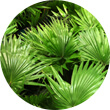 prostenal, zloženie, saw palmetto
