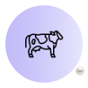 kráva