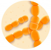 Probio24