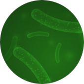 Probio24
