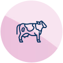 Kráva
