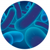 Probio24